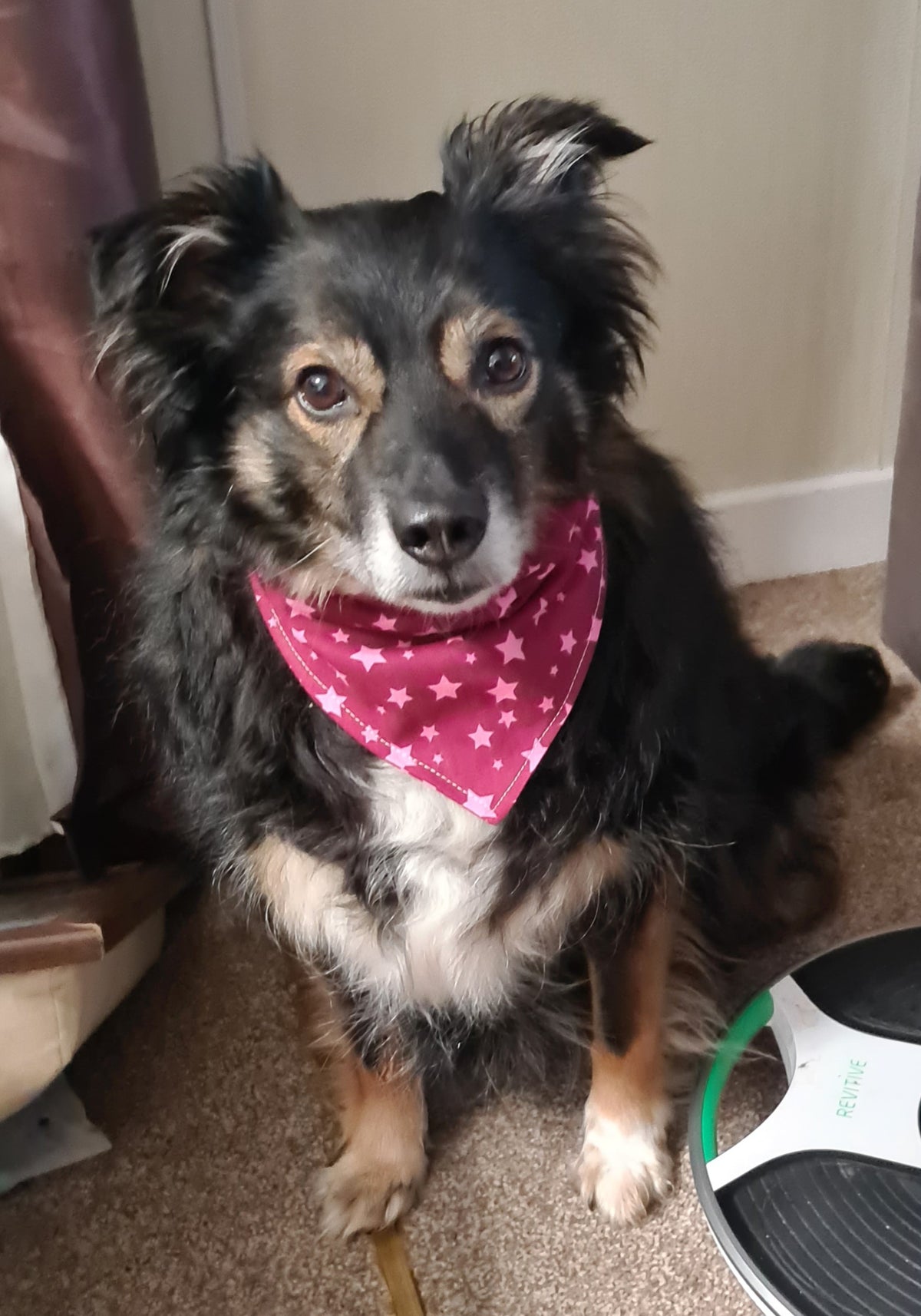 Gifts for Pet Lovers