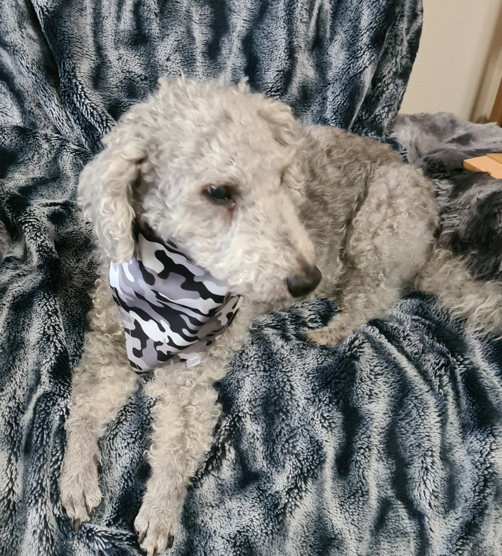 "Paws on Patrol - Black Camo Edition"  Dog / Cat Bandana - 100% Stylish Cotton Pet Accessory