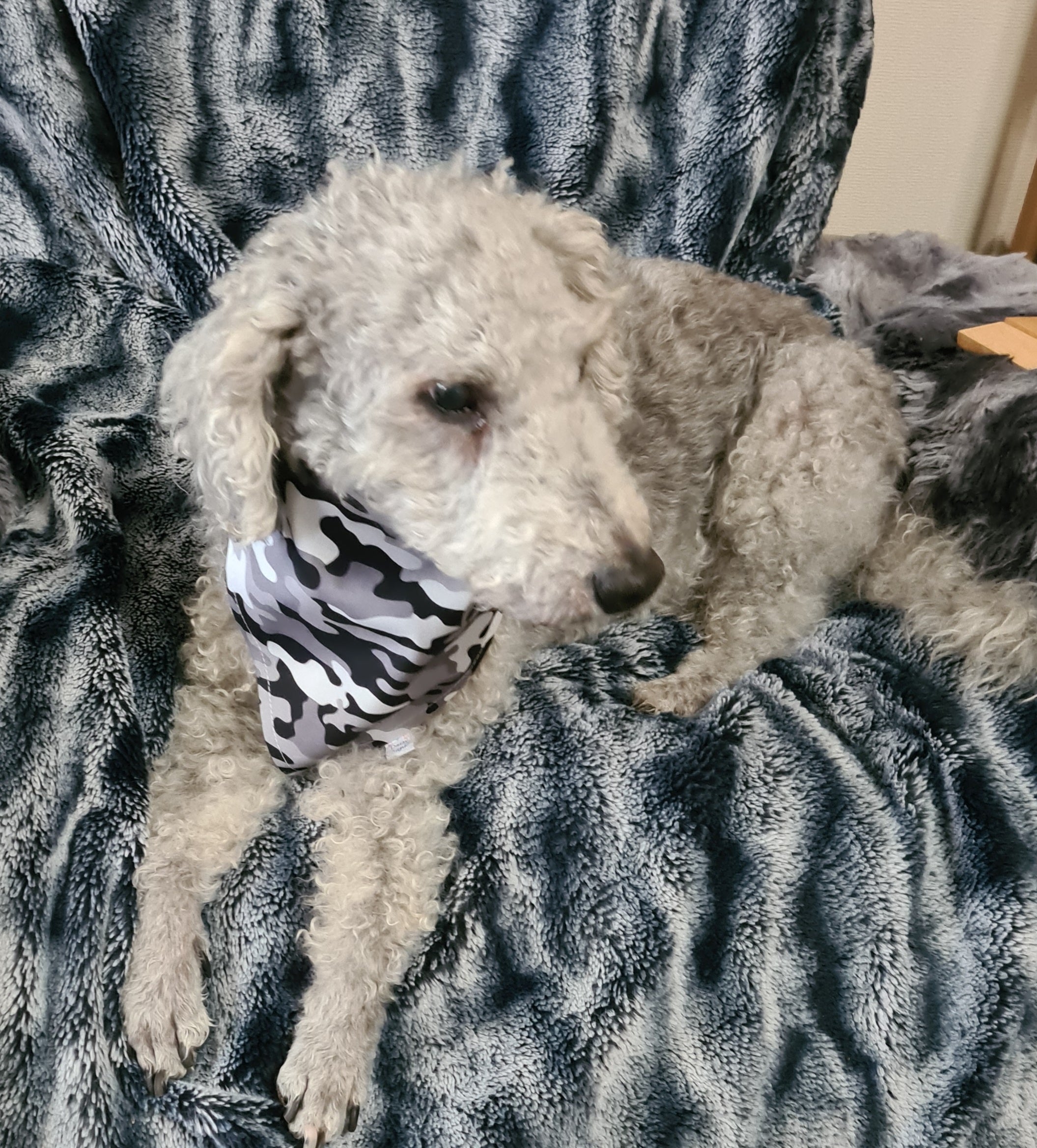 "Paws on Patrol - Black Camo Edition"  Dog / Cat Bandana - 100% Stylish Cotton Pet Accessory