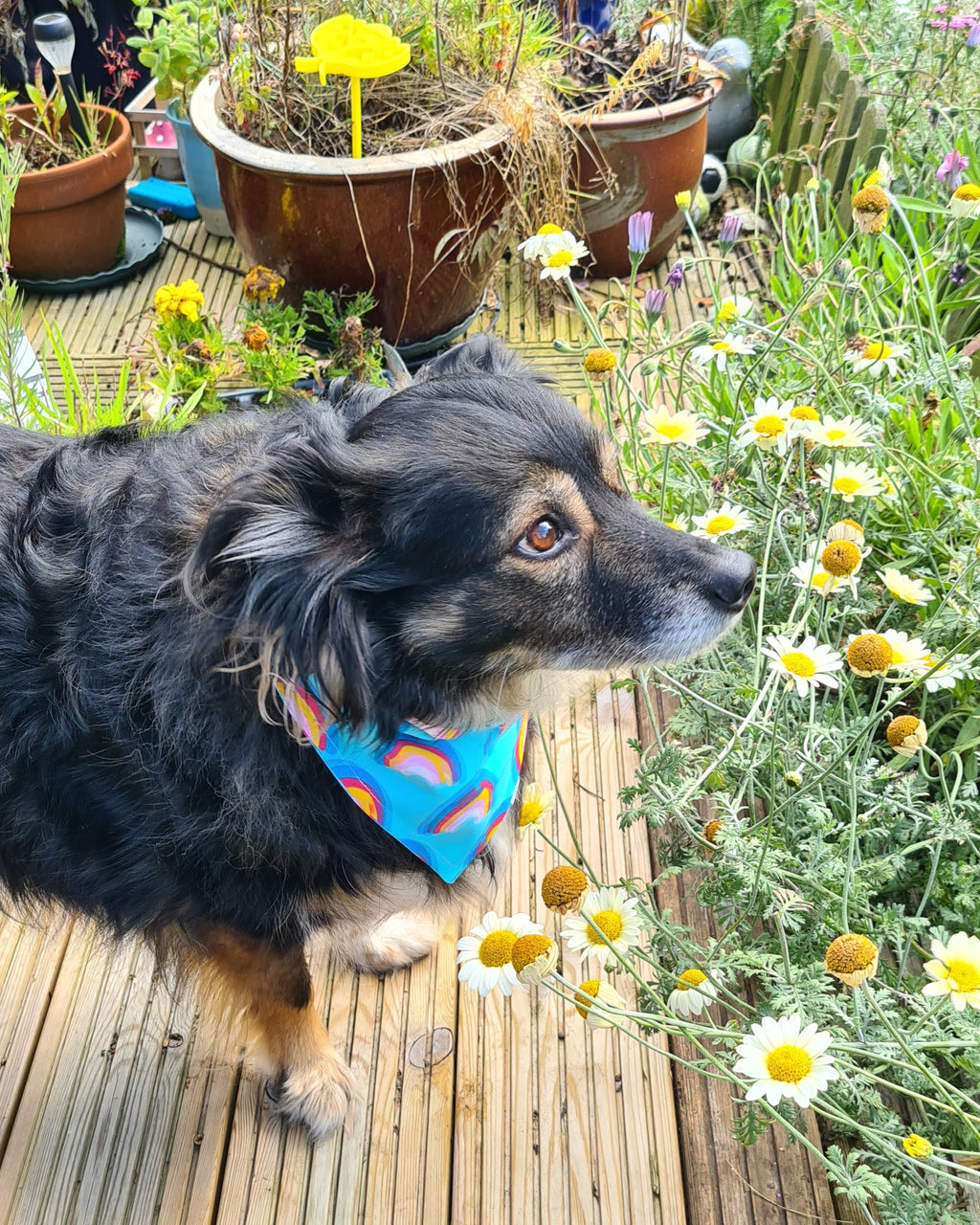 "Rainbow Joy"  Dog / Cat Bandana - Lightweight Stylish Pet Accessory Scarf
