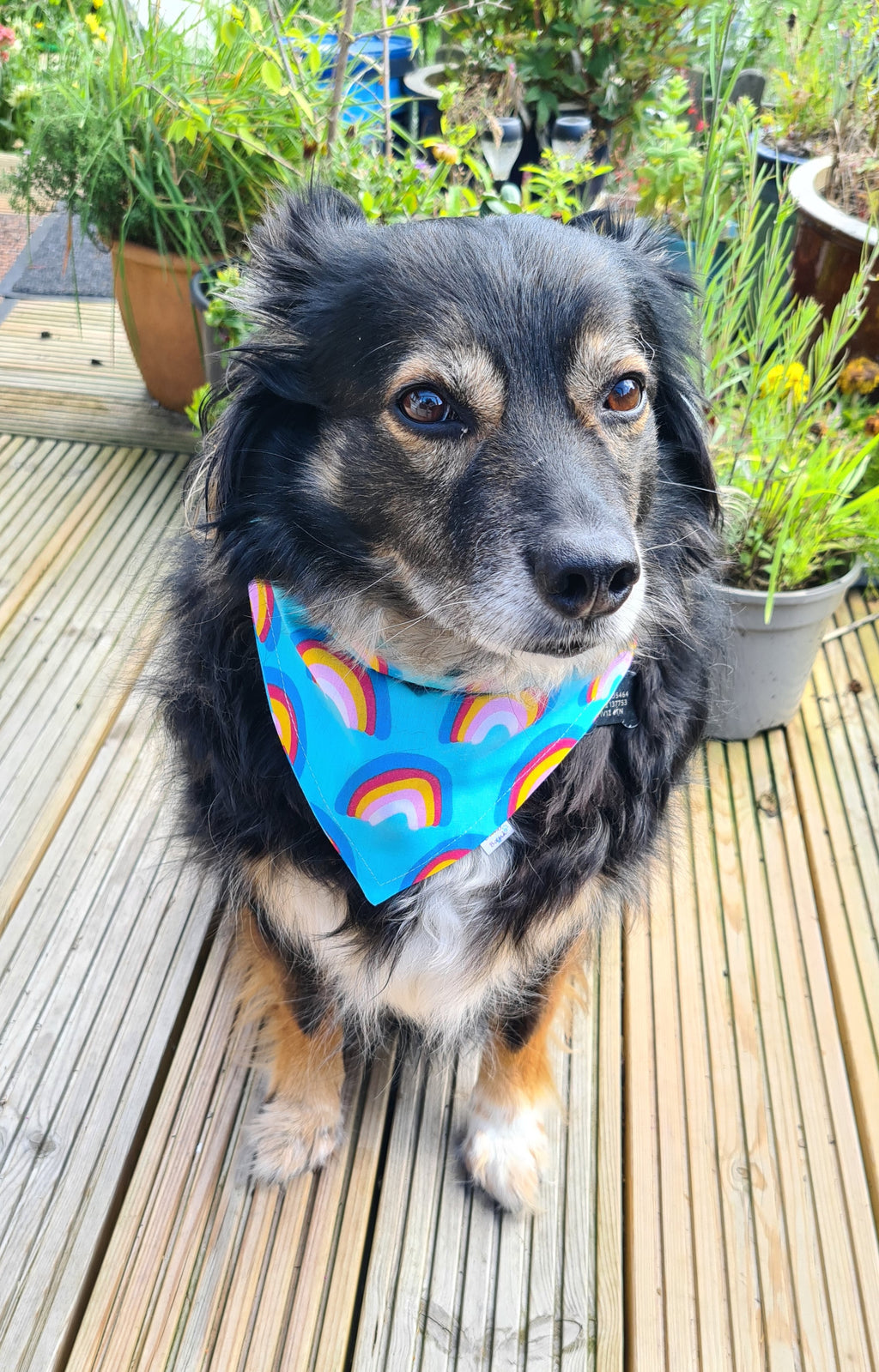 "Rainbow Joy"  Dog / Cat Bandana - Lightweight Stylish Pet Accessory Scarf