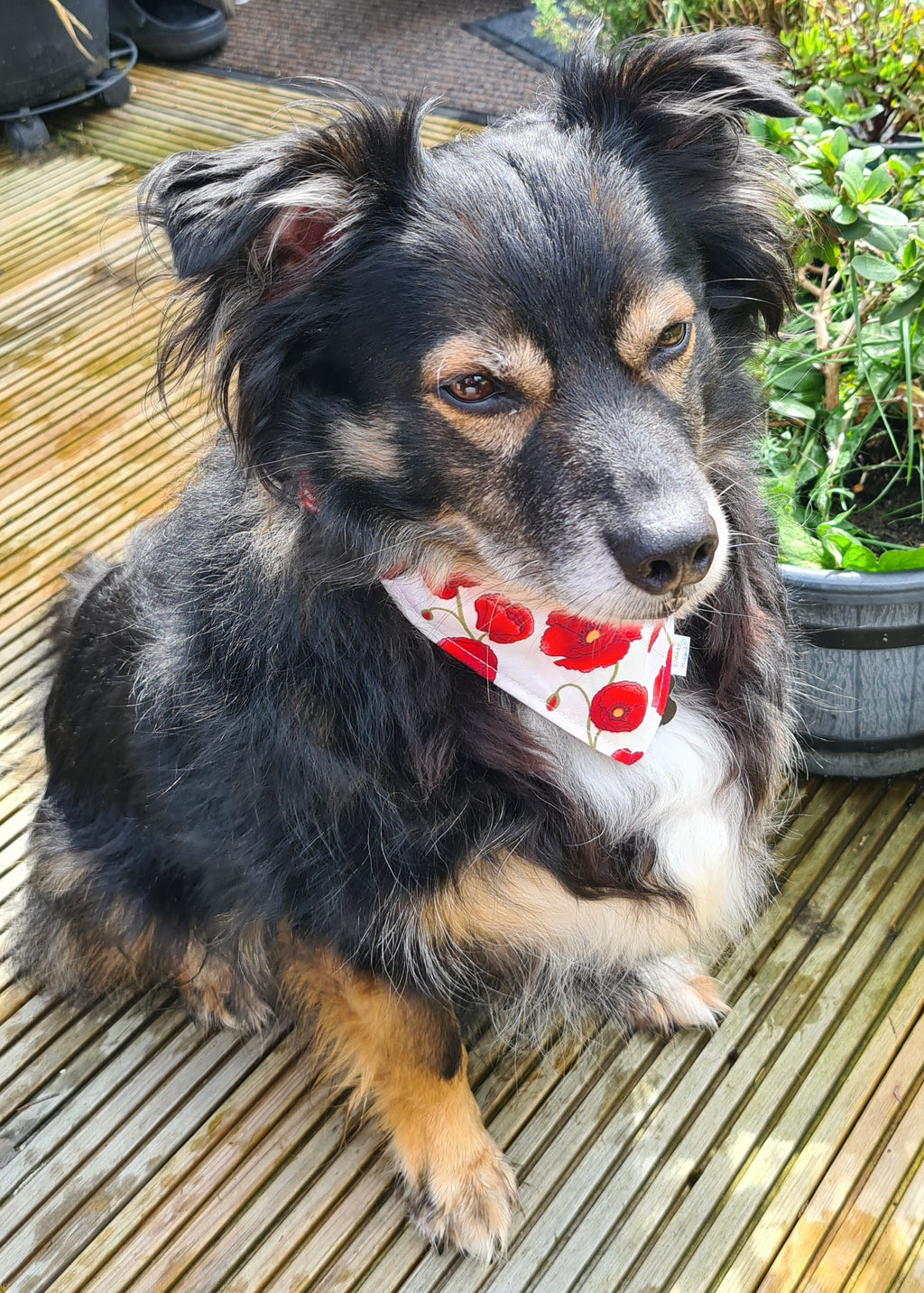 Poppy Paws Dog & Cat Bandana – Red Poppy Floral Handmade Scrunchie Pet Accessory