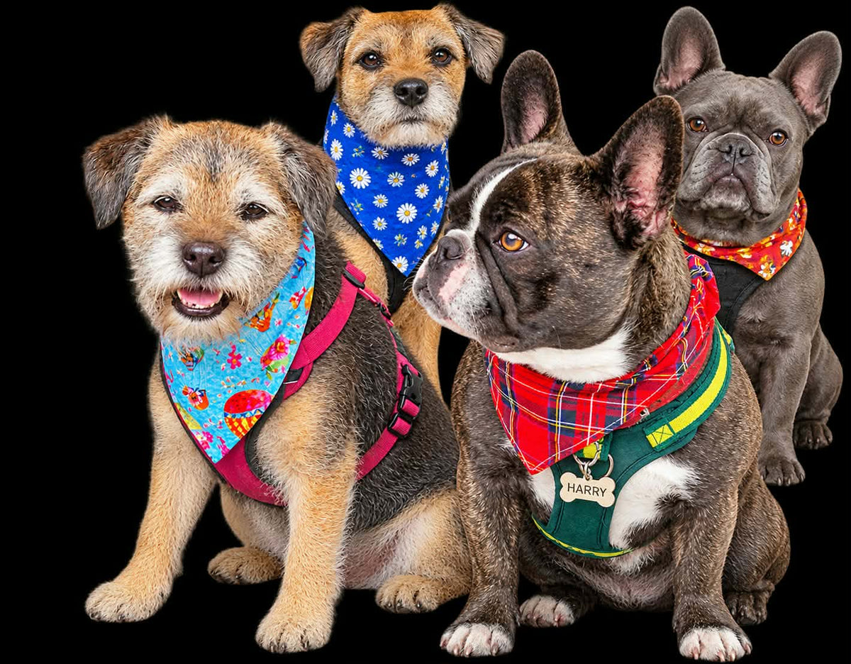 High Flyer Dog & Cat Bandana – Bold Balloon Print Handmade Scrunchie Pet Accessory