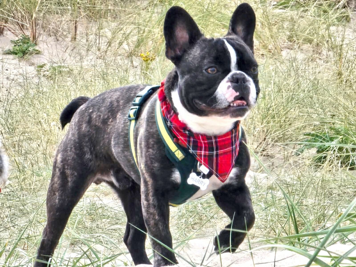 The Highlander Dog & Cat Bandana – Scottish Tartan Print Handmade Scrunchie Pet Accessory