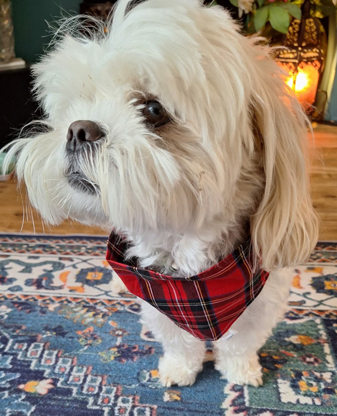 The Highlander Dog & Cat Bandana – Scottish Tartan Print Handmade Scrunchie Pet Accessory