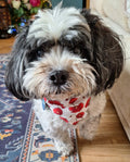 Poppy Paws Dog & Cat Bandana – Red Poppy Floral Handmade Scrunchie Pet Accessory