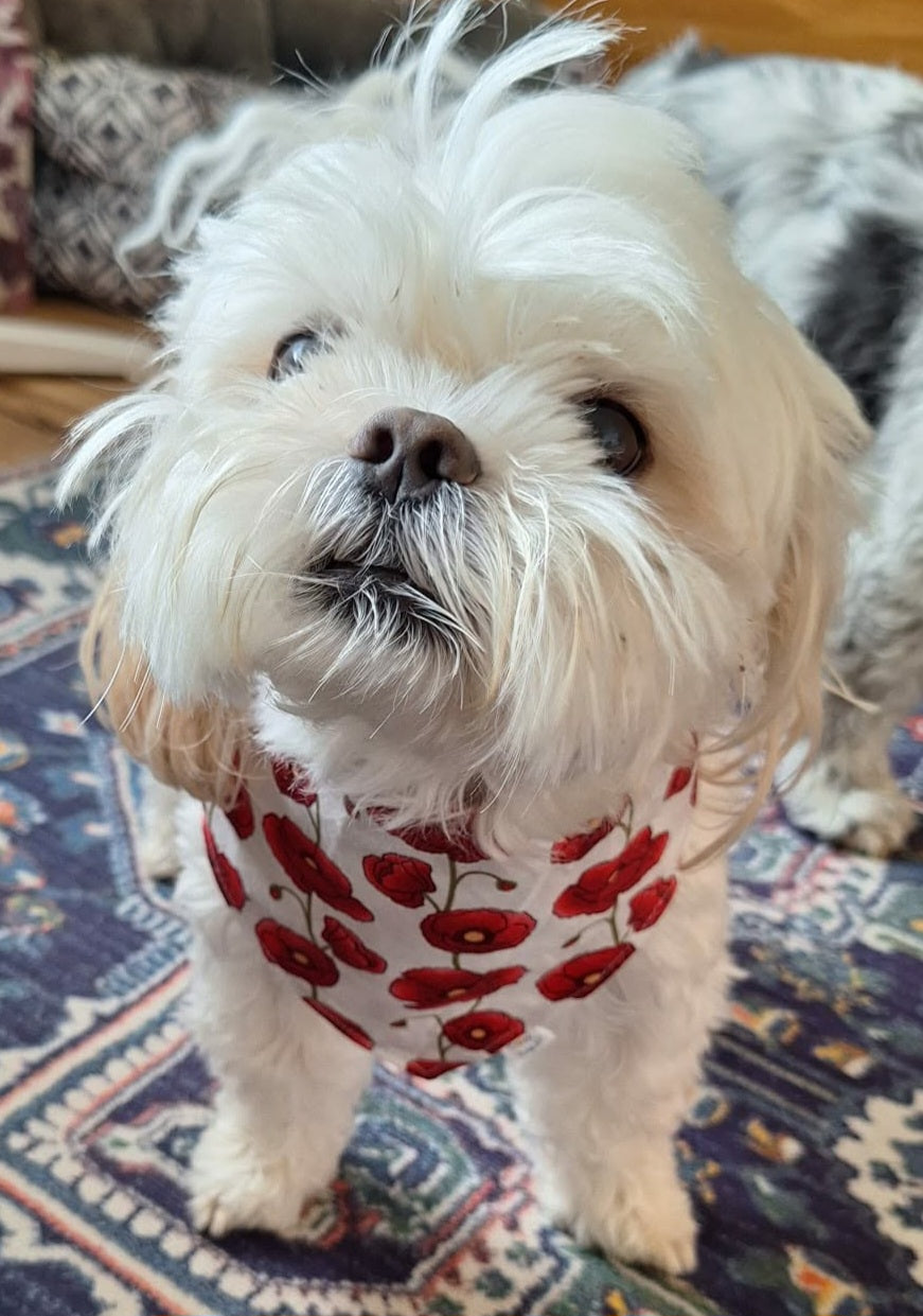 Poppy Paws Dog & Cat Bandana – Red Poppy Floral Handmade Scrunchie Pet Accessory