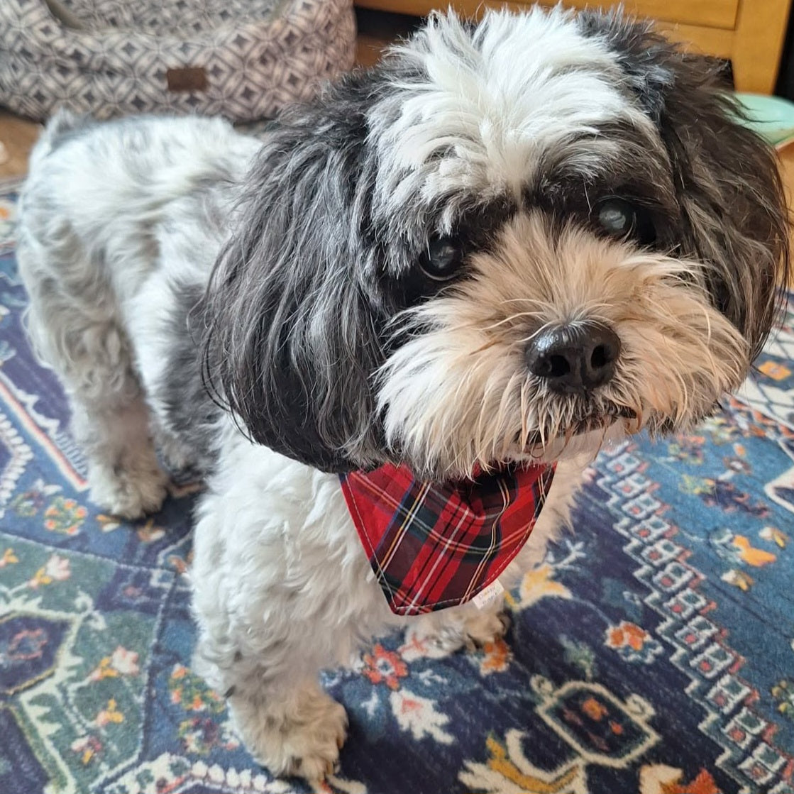 The Highlander Dog & Cat Bandana – Scottish Tartan Print Handmade Scrunchie Pet Accessory