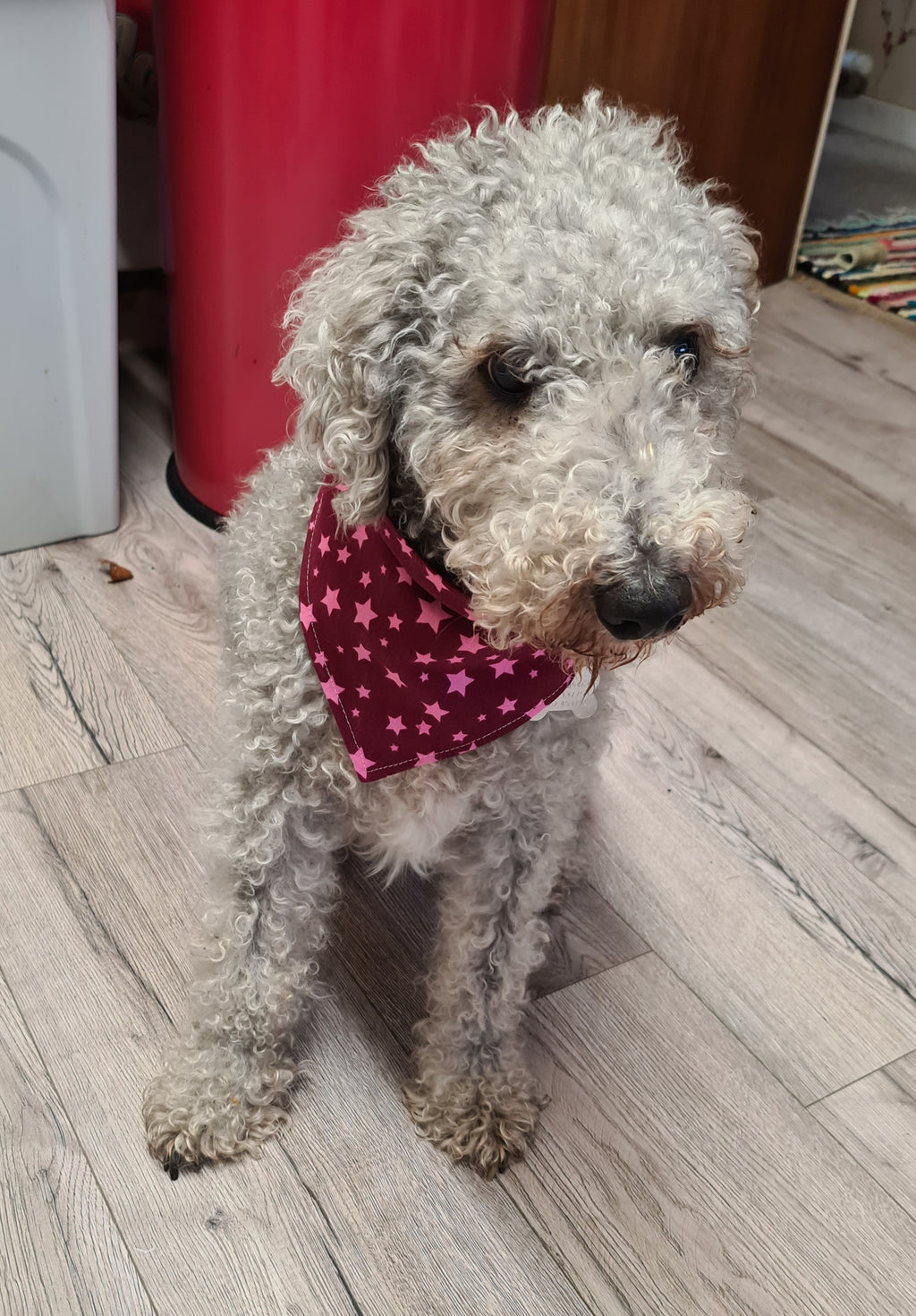 "Lucky Stars"  Dog / Cat Bandana - 100% Stylish Cotton Pet Accessory