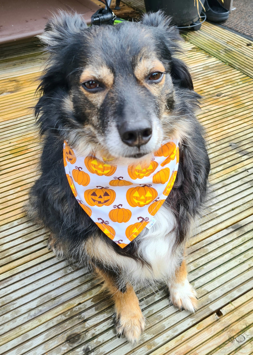 Halloween Pumpkin Dog & Cat Bandana – Cute Scrunchie Style Pet Accessory