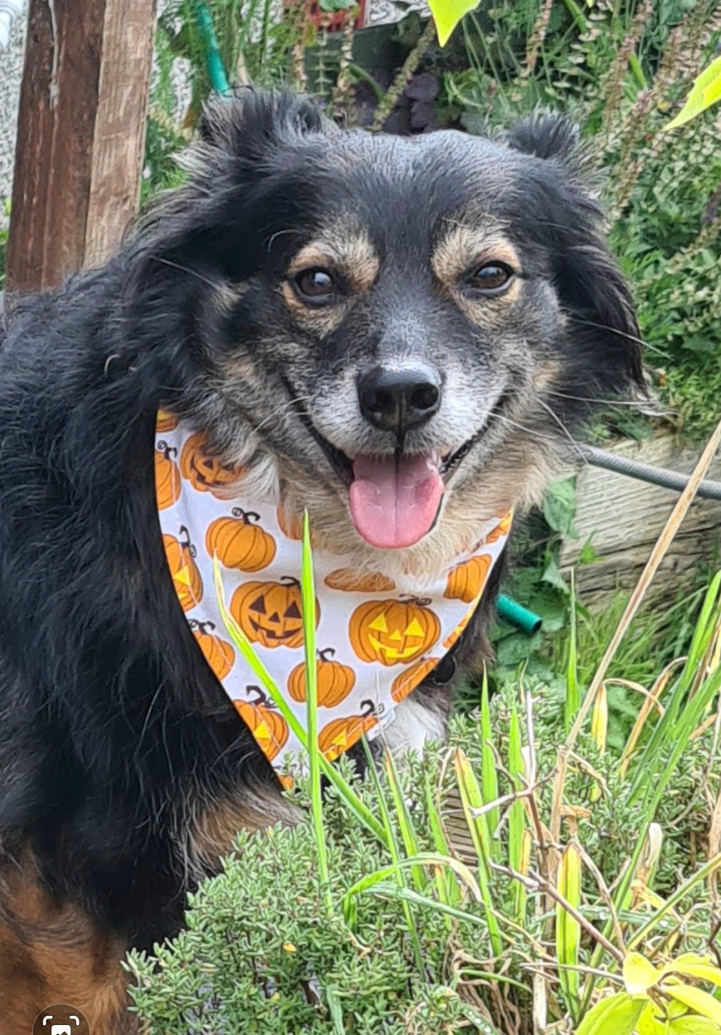 Halloween Pumpkin Dog & Cat Bandana – Cute Scrunchie Style Pet Accessory