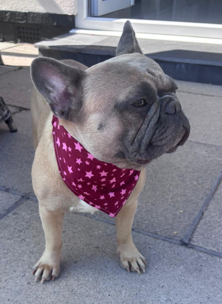 "Lucky Stars"  Dog / Cat Bandana - 100% Stylish Cotton Pet Accessory