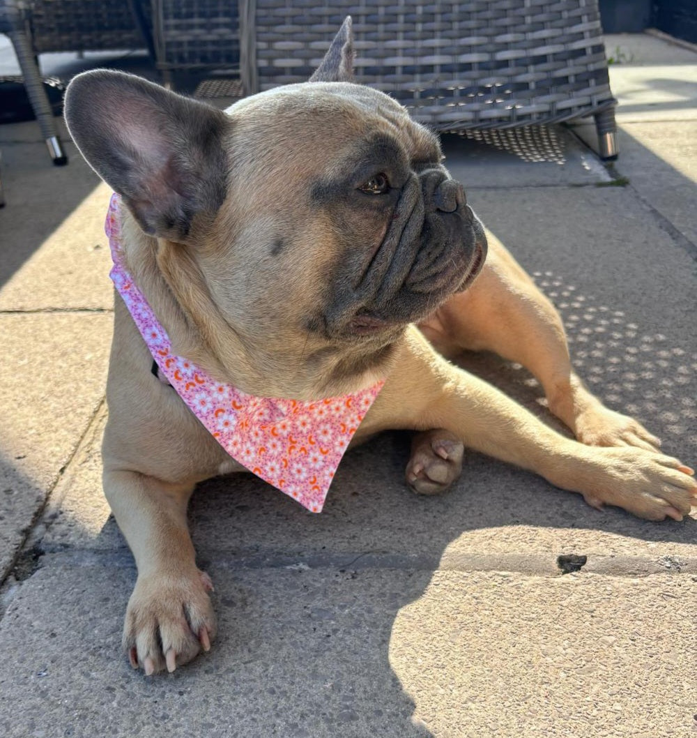 "Pretty in Pink"  Dog / Cat Bandana - 100% Stylish Cotton Pet Accessory
