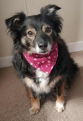 "Lucky Stars"  Dog / Cat Bandana - 100% Stylish Cotton Pet Accessory