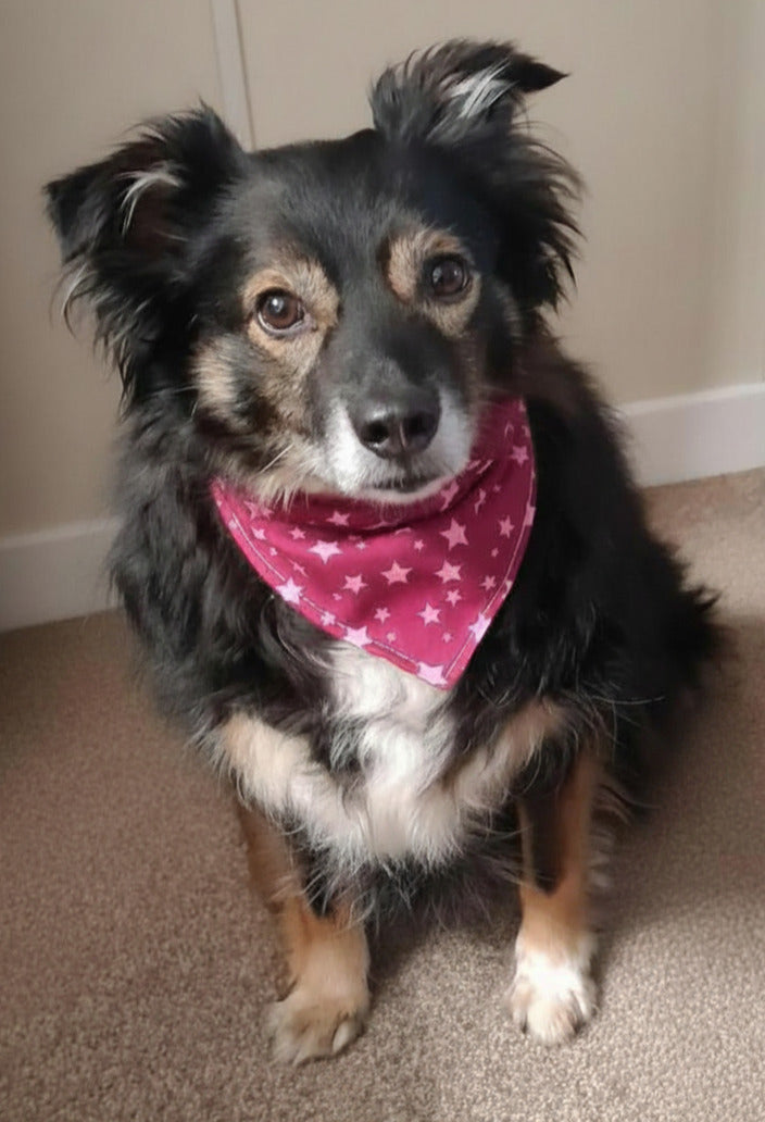 "Lucky Stars"  Dog / Cat Bandana - 100% Stylish Cotton Pet Accessory