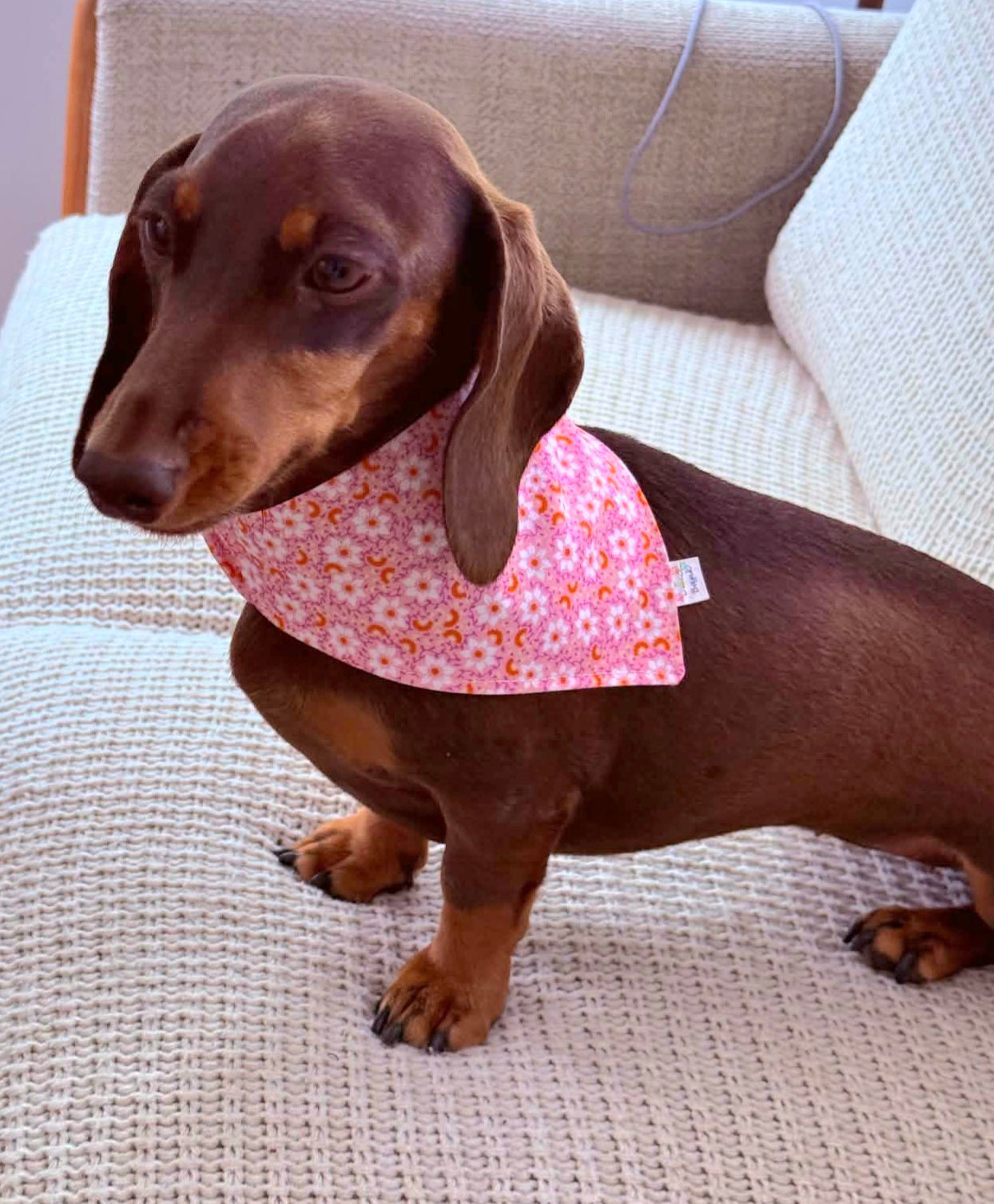 "Pretty in Pink"  Dog / Cat Bandana - 100% Stylish Cotton Pet Accessory