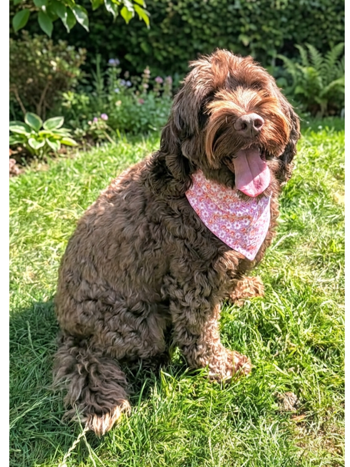 "Pretty in Pink"  Dog / Cat Bandana - 100% Stylish Cotton Pet Accessory