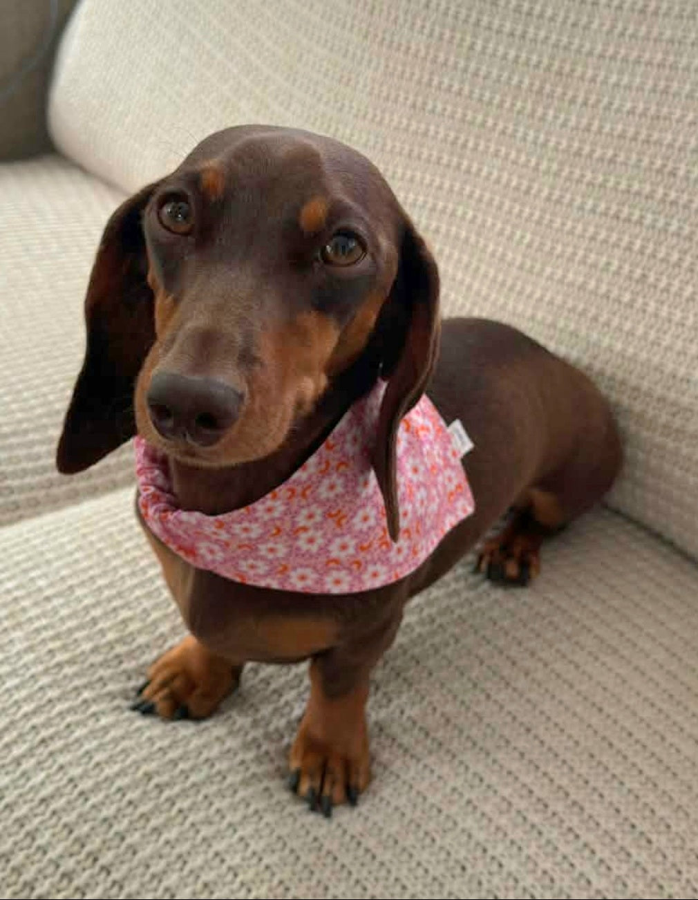 "Pretty in Pink"  Dog / Cat Bandana - 100% Stylish Cotton Pet Accessory