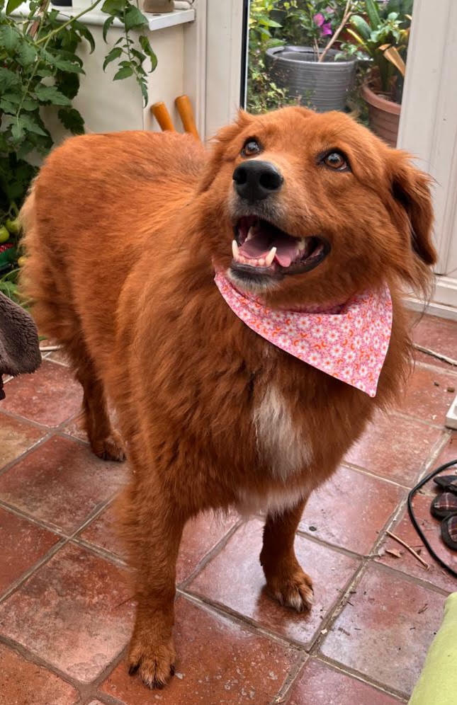 "Pretty in Pink"  Dog / Cat Bandana - 100% Stylish Cotton Pet Accessory